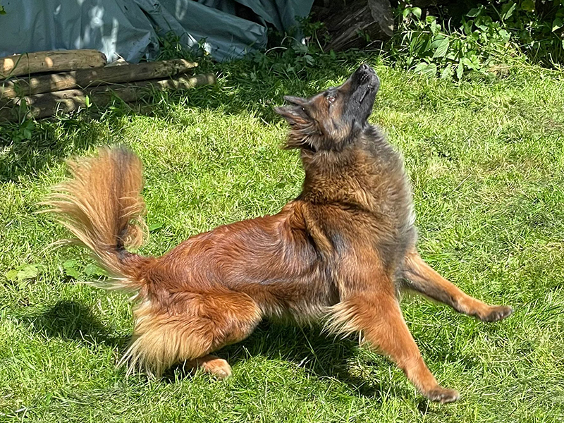Récompenses naturelles