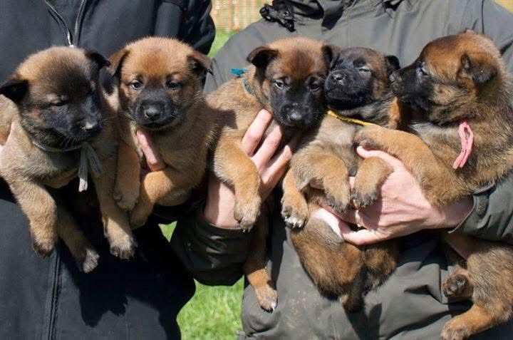 Elevage de bergers belges